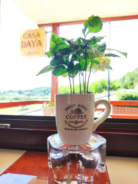 Casa Daya - 6