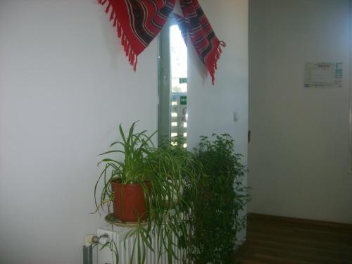 Casa Nobilis - 982