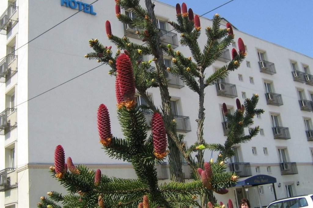 City Hotel Bucharest - 534