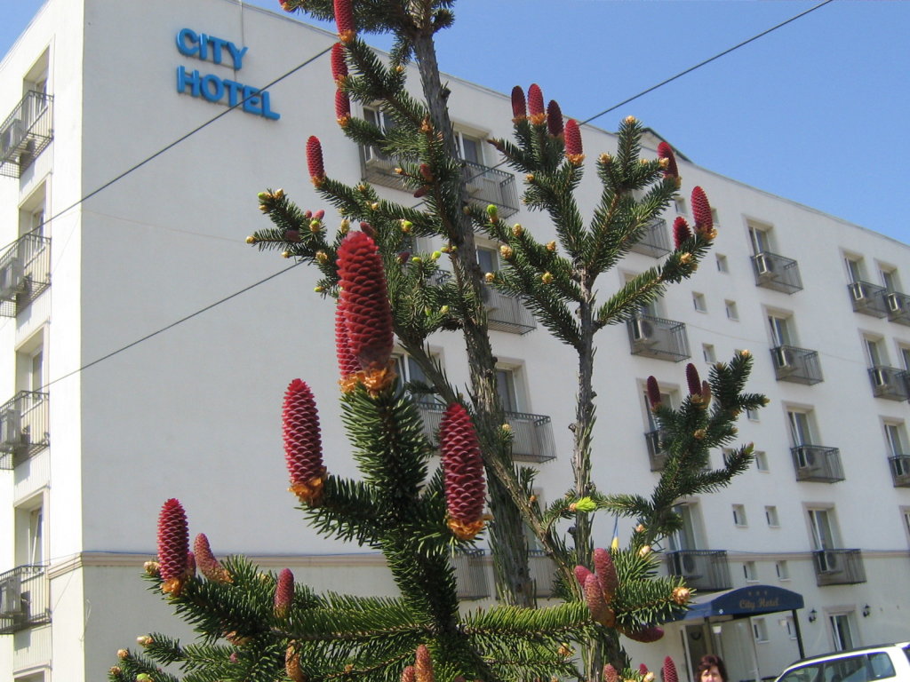 City Hotel Bucharest - 685