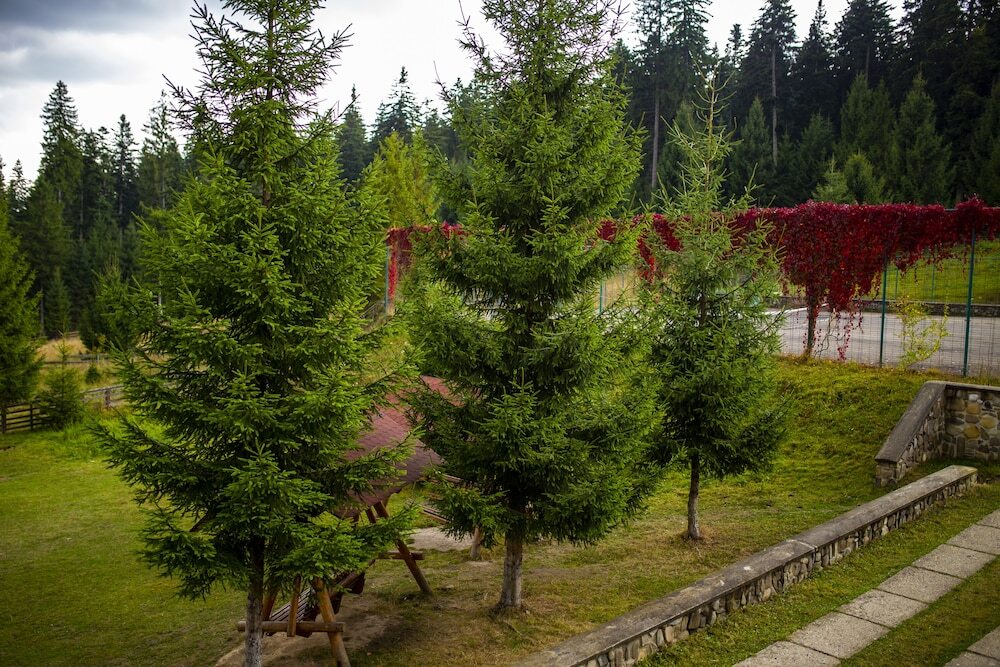 Hotel Floare de Colt Bucovina - 232