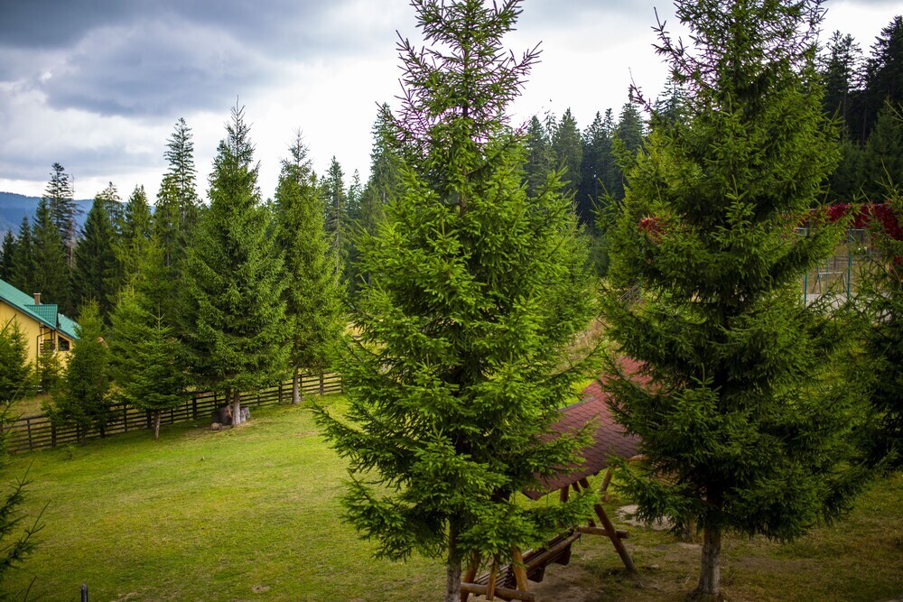 Hotel Floare de Colt Bucovina - 415