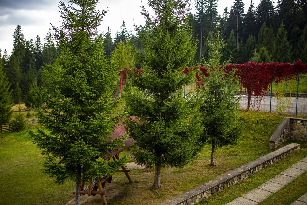 Hotel Floare de Colt Bucovina - 518