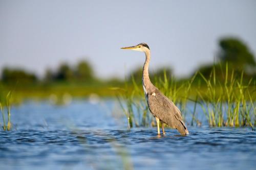 Danube Delta Hostel Homestay - 87