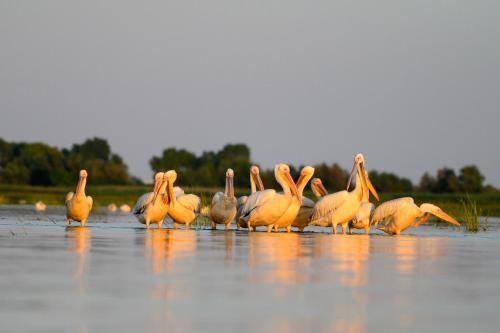 Danube Delta Hostel Homestay - 63