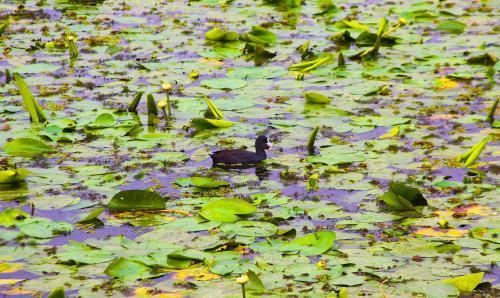 Delta Nature Resort - 604