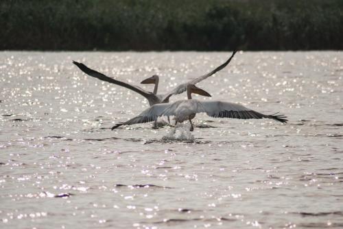 Delta Nature Resort - 36