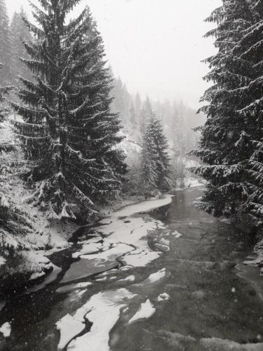 Denisa's Lodge - 913