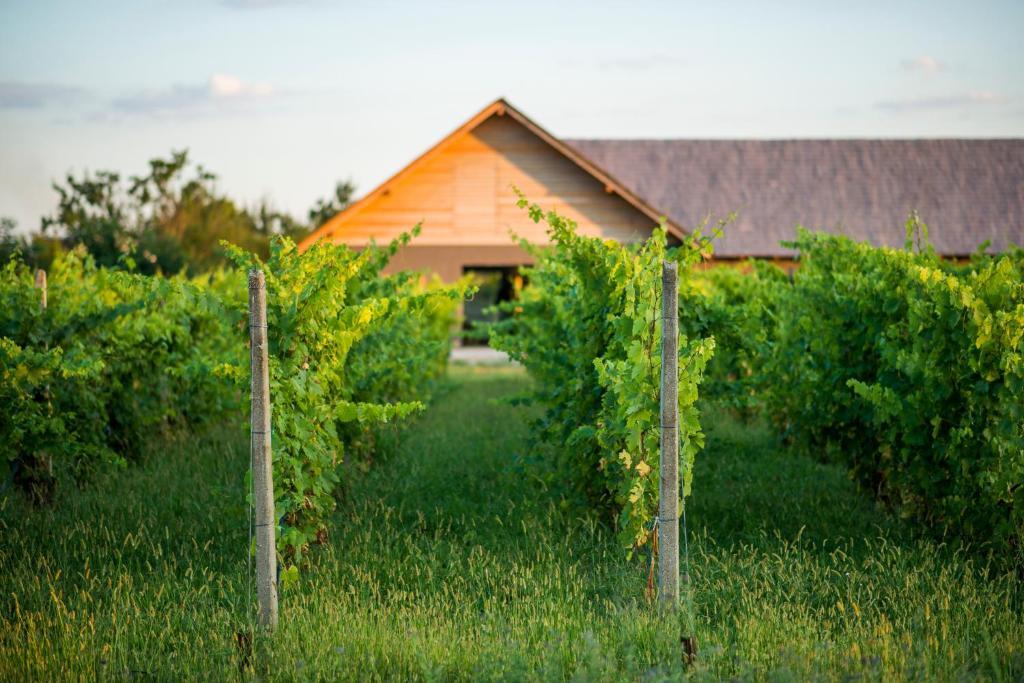 Gradina Vlahiia - Restaurant - Agroturism-NEW - 537