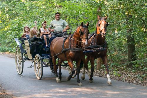 Gradina Vlahiia - Restaurant - Agroturism-NEW - 496