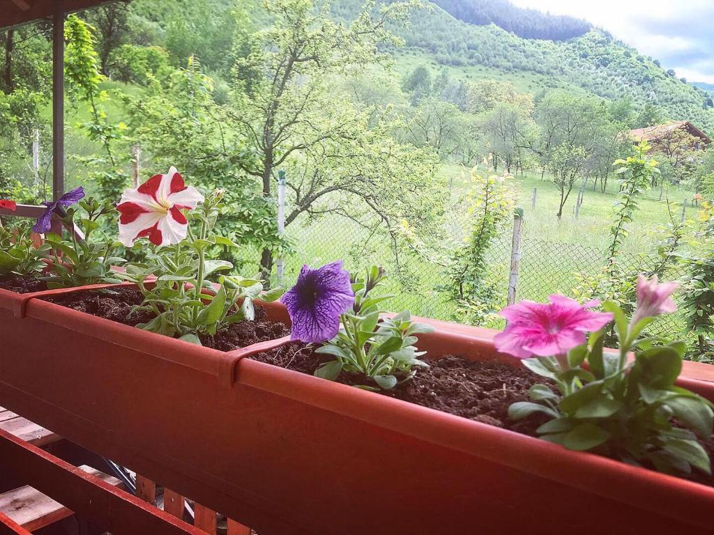 Green House - 744