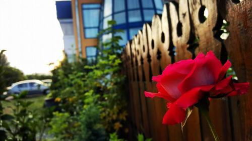Motel Blue River Calimanesti - 226