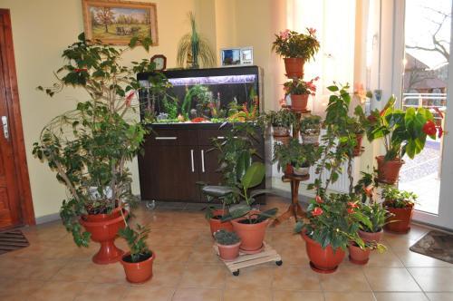 Pension Cremona - 504