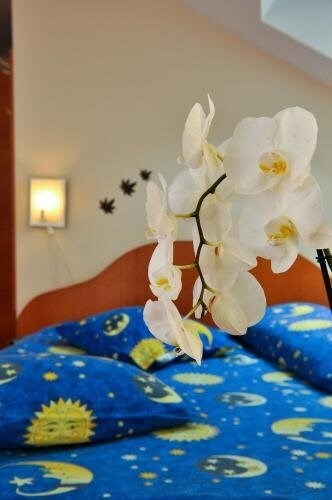 Pension Florica - 660