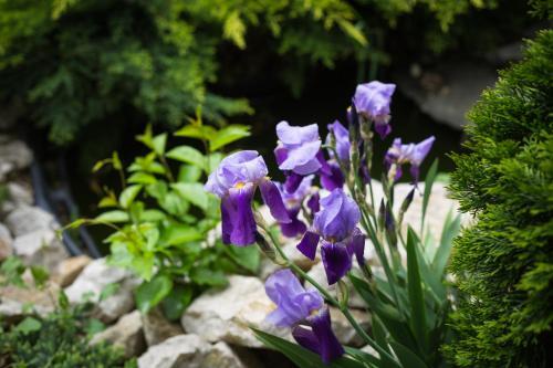 Pensiunea Gallery - 990