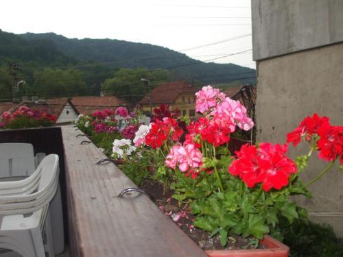 Pension Sighisoara - 423