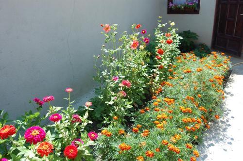 Pension Sighisoara - 448