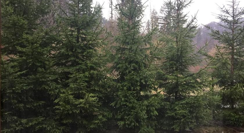 Pensiunea Green Park Brasov - 783