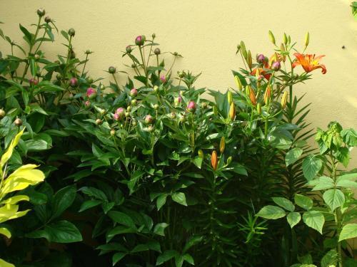 Pensiunea Magnolia - 22