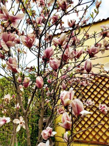 Pensiunea Magnolia - 672