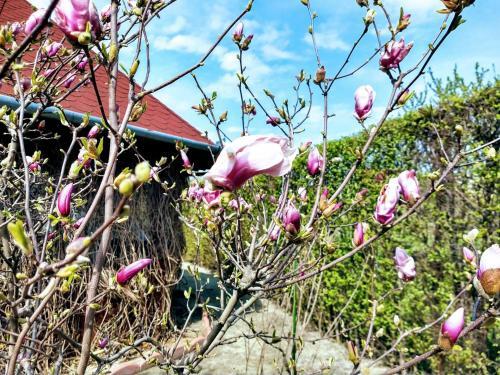 Pensiunea Magnolia - 702