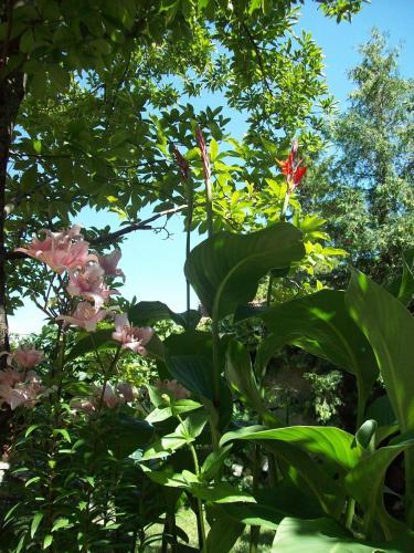 Pensiunea Magnolia - 111