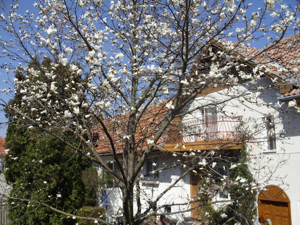 Pensiunea Magnolia - 899