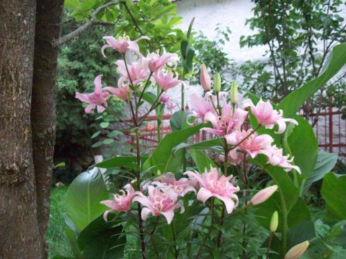 Pensiunea Magnolia - 858