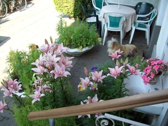 Pensiunea Magnolia - 476