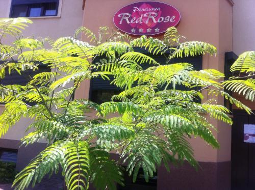 Pensiunea Red Rose Apartments - 168