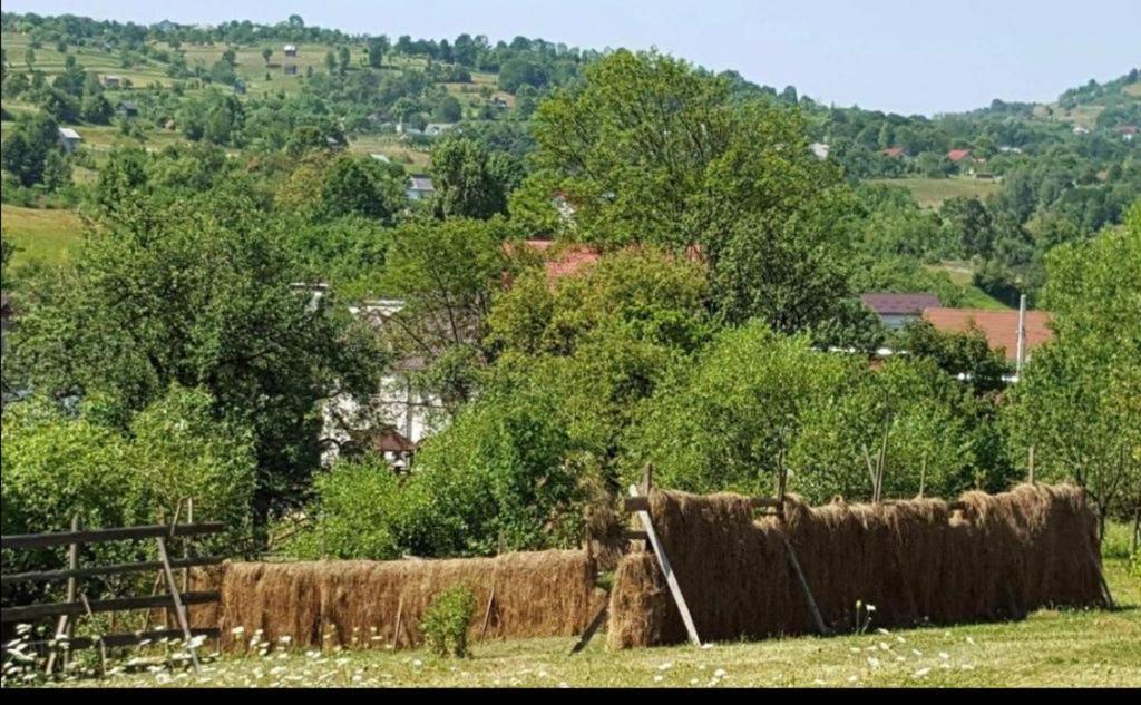 Pensiunea Trei Lalele - 55
