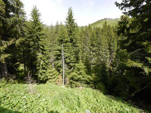 Pensiunea Valea Cocorei - 73
