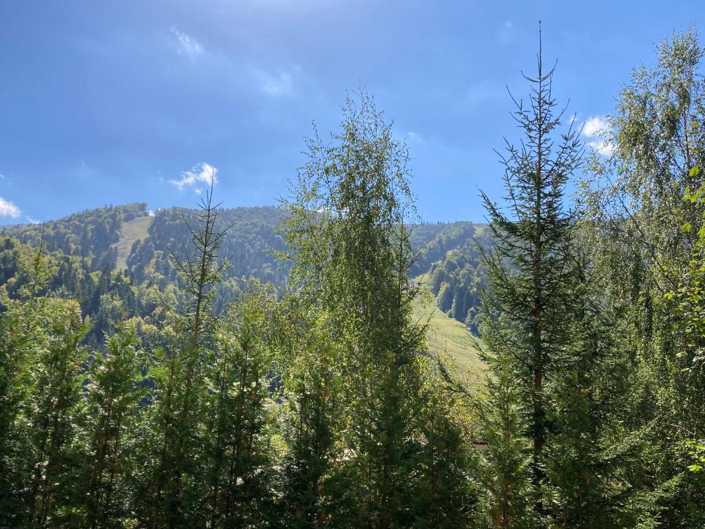 Ski View Studio - Near the Ski Slopes - 889