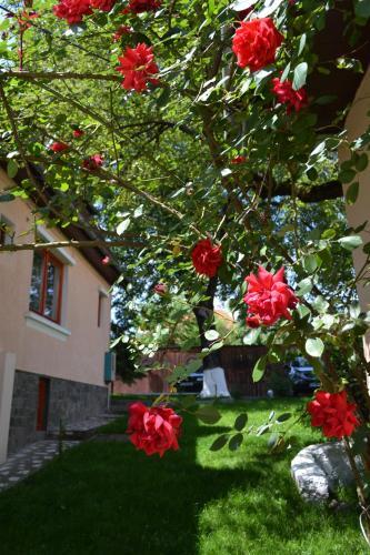 Casa Camelia - 81