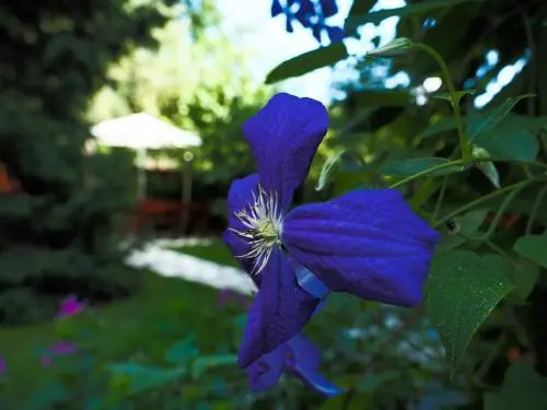Casa Camelia - 749