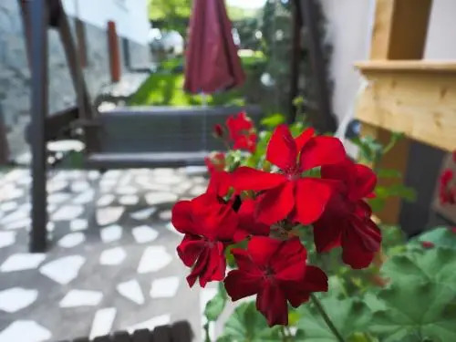 Casa Camelia - 232