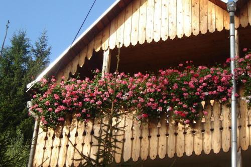 Villa Doina - 877