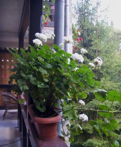 Villa Doina - 684
